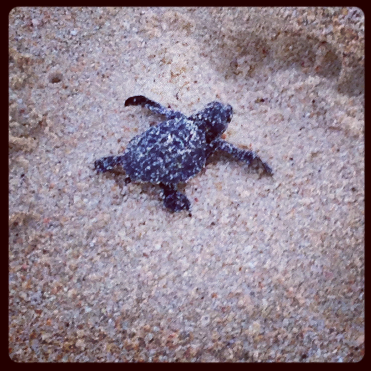 Turtle release Los Cabos